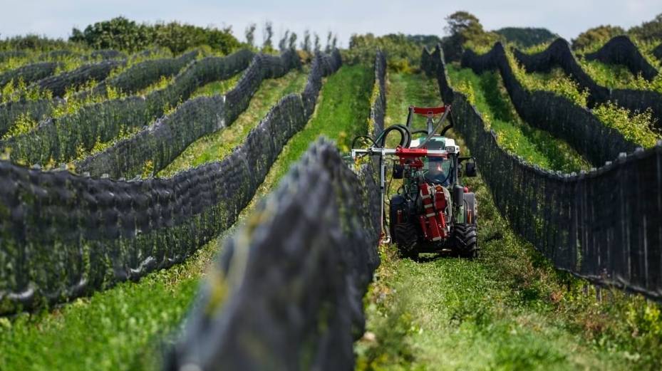 Sweden’s Wine Industry Flourishes Amidst Climate Change