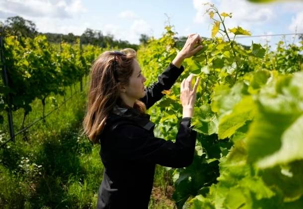 Winemaker Emma Berto checks grapes at the Thora Vingård